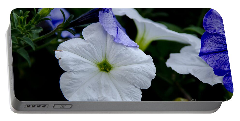 Petunias Portable Battery Charger featuring the photograph Cool Summer Petunias by Wilma Birdwell