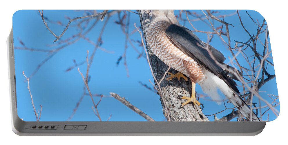 Birds Of Prey Portable Battery Charger featuring the photograph Cooper's Hawk by Cheryl Baxter