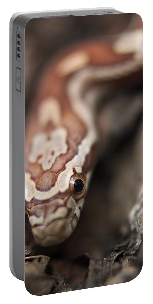 Animal Portable Battery Charger featuring the photograph Corn Snaketexas Rat Snake Hybrid by Paul Whitten