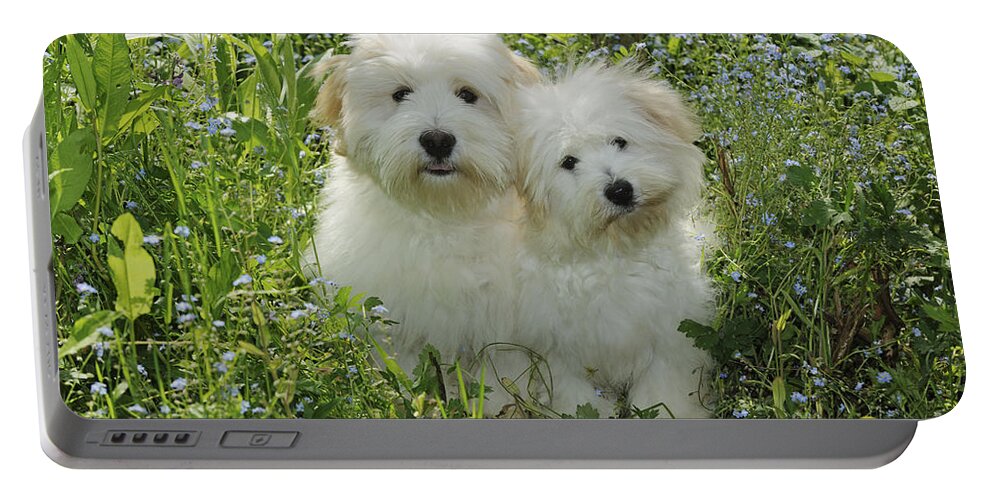 Dog Portable Battery Charger featuring the photograph Coton De Tulear Dogs by John Daniels