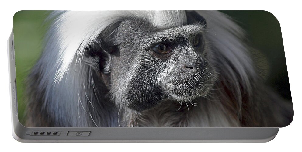 Cotton Top Tamarin Monkey Portable Battery Charger featuring the photograph Cottontop Tamarin Saguinus oedipus by Terri Waters