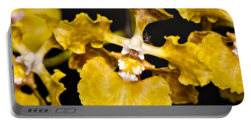 Angiosperms Portable Battery Charger featuring the photograph Cowhorn Orchid by Hal Horwitz