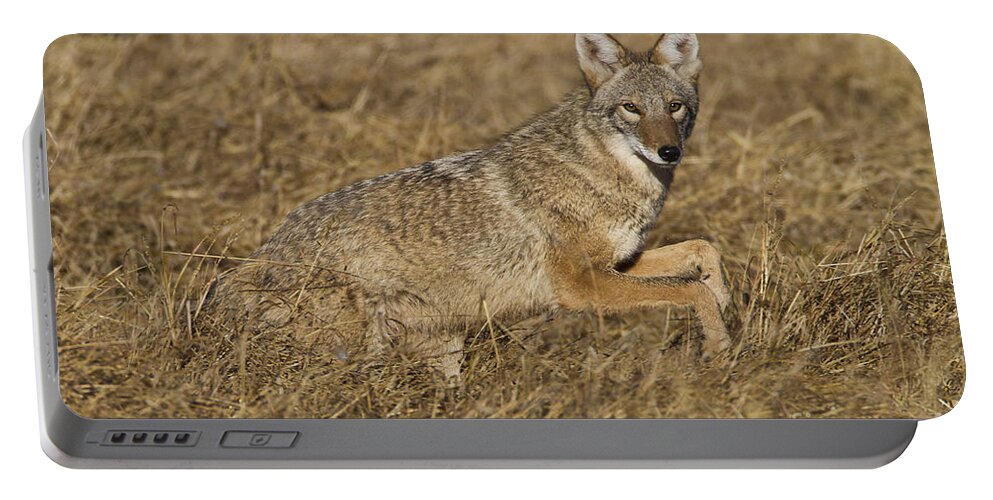 Coyote Portable Battery Charger featuring the photograph Coyote running by Bryan Keil