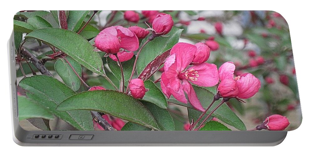 Flowering Crab Apple Portable Battery Charger featuring the digital art Crab Apple Blossoms and Buds by Doug Morgan