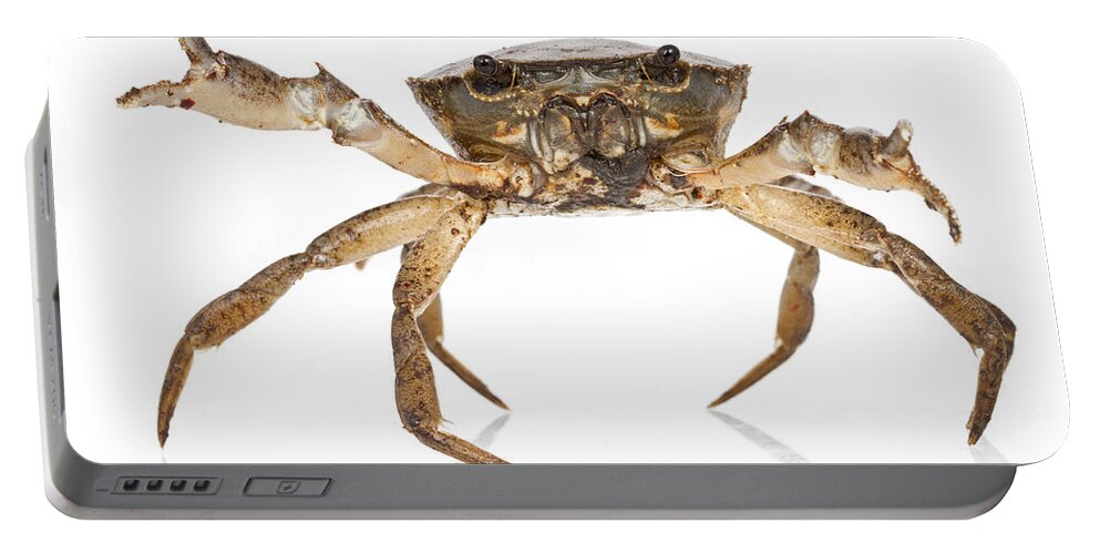 Feb0514 Portable Battery Charger featuring the photograph Crab Suriname by Piotr Naskrecki