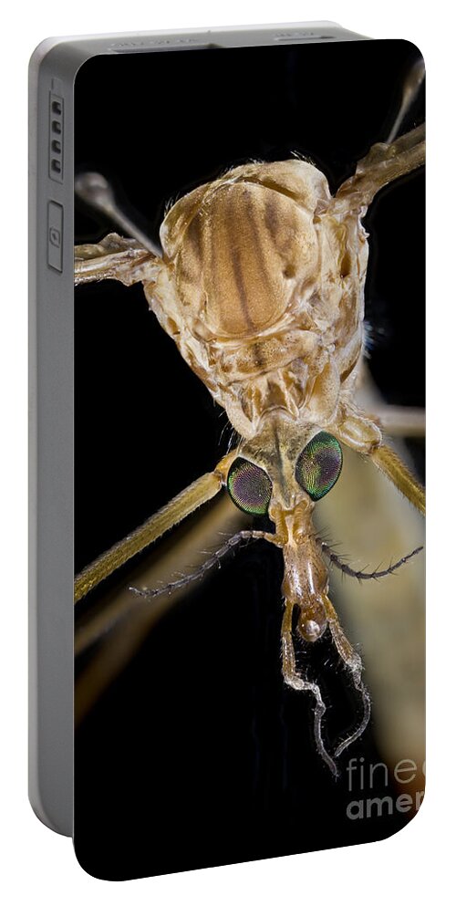 Gallinippers Portable Battery Charger featuring the photograph Crane Fly Face by Phil Degginger