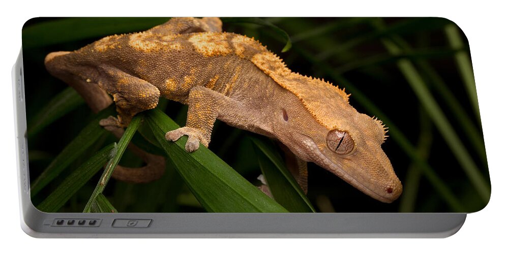 New Caledonian Crested Gecko Portable Battery Charger featuring the photograph Crested Gecko Rhacodactylus Ciliatus by David Kenny