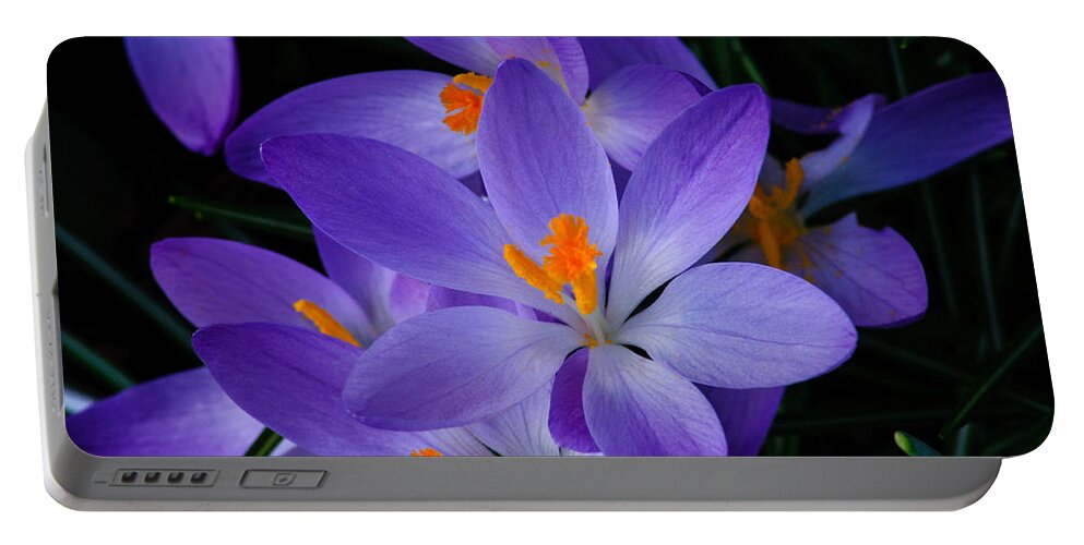 Crocus Portable Battery Charger featuring the photograph Crocus in Spring 2013 by Tikvah's Hope