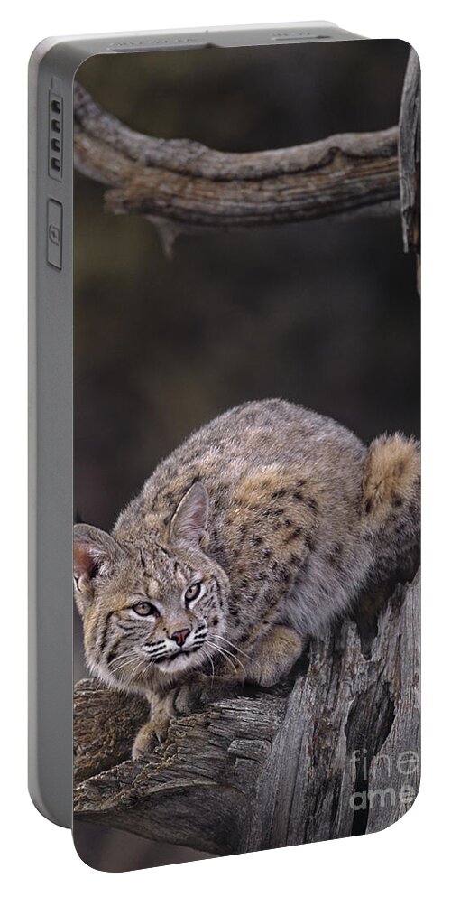 North America Portable Battery Charger featuring the photograph Crouching Bobcat Montana Wildlife by Dave Welling