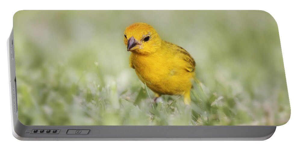 Canary Portable Battery Charger featuring the photograph Curiosity by Melanie Lankford Photography