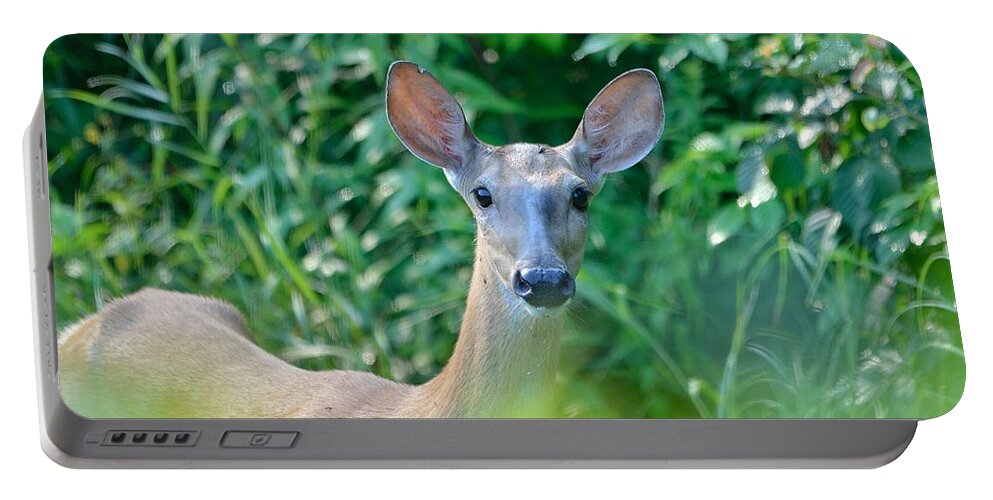Outdoor Portable Battery Charger featuring the photograph Curious Doe by David Porteus