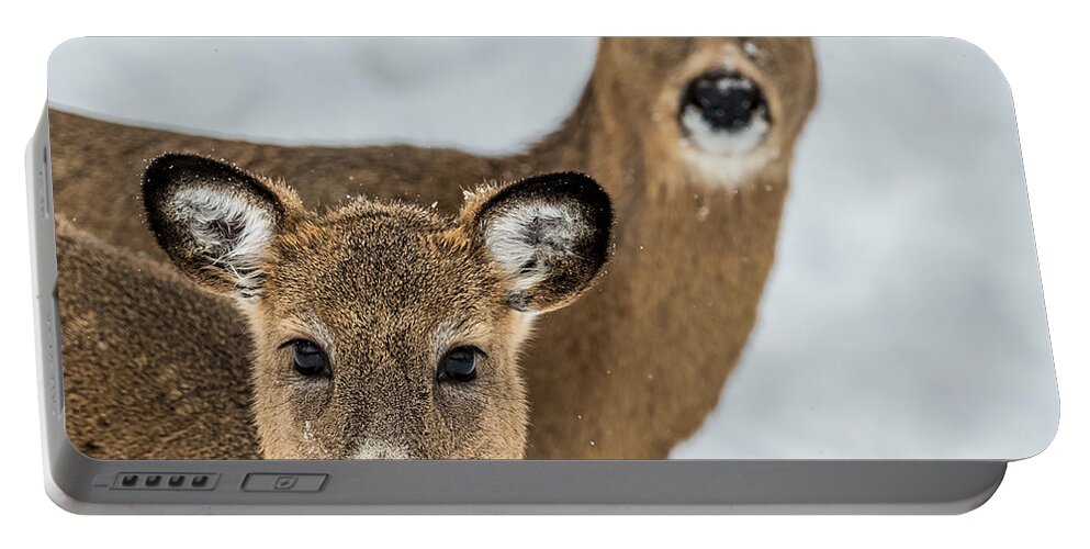 Deer Portable Battery Charger featuring the photograph Curious Does by Paul Freidlund