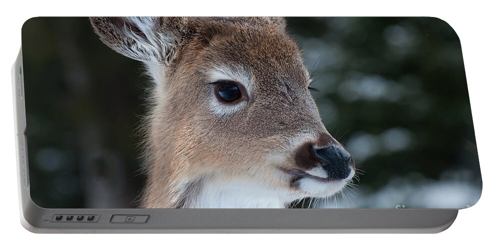 White Tailed Deer Portable Battery Charger featuring the photograph Curious Fawn by Bianca Nadeau
