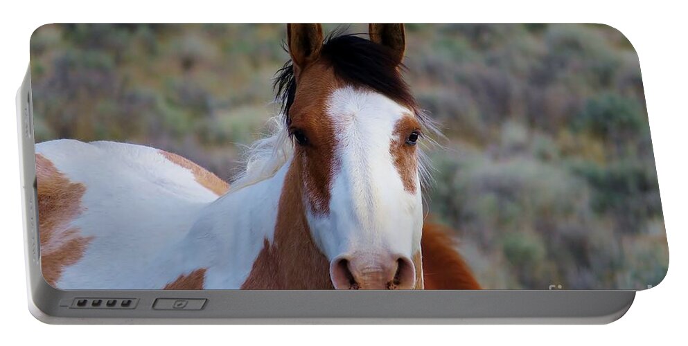 Horse Portable Battery Charger featuring the photograph Curious by Michele Penner