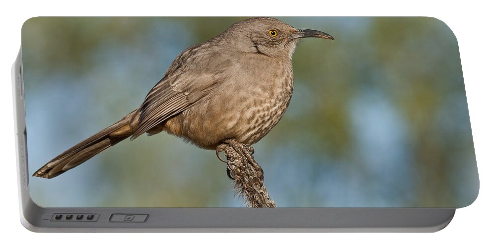 Animal Portable Battery Charger featuring the photograph Curve-Billed Thrasher by Jeff Goulden