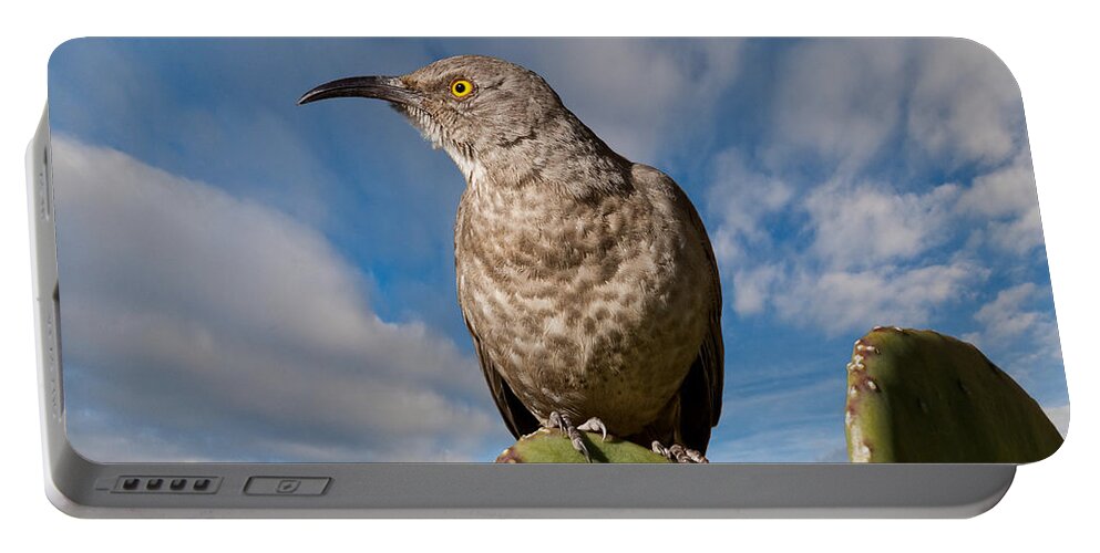 Animal Portable Battery Charger featuring the photograph Curve-Billed Thrasher on a Prickly Pear Cactus by Jeff Goulden