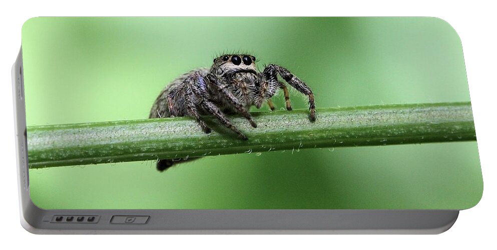 Jumping Spider Portable Battery Charger featuring the photograph Cute Spider by Doris Potter