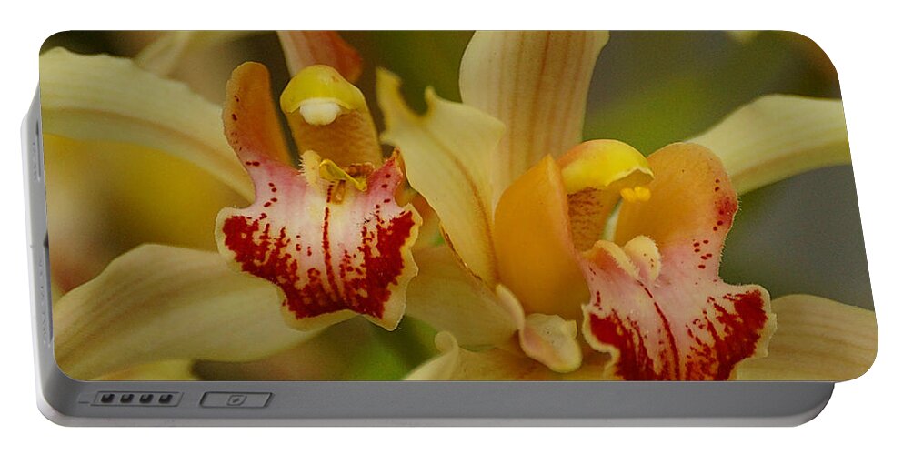 Orchid Portable Battery Charger featuring the photograph Cymbidium Twins by Blair Wainman