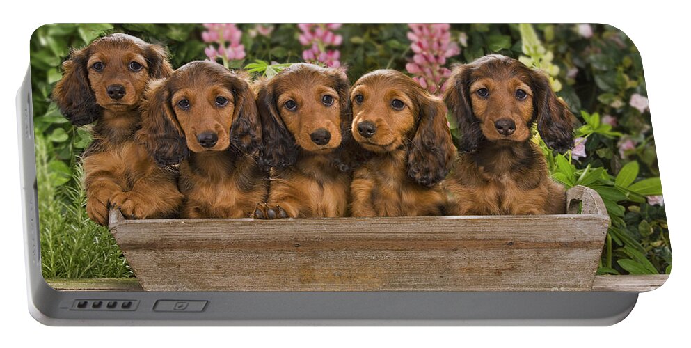 Dachshund Portable Battery Charger featuring the photograph Dachshunds In A Flowerpot by Jean-Michel Labat