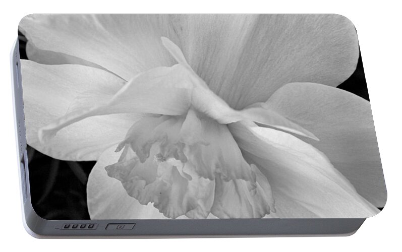 Narcissus Portable Battery Charger featuring the photograph Daffodil Study by Chris Berry