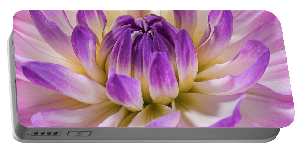 Flower Portable Battery Charger featuring the photograph Dahlia by Paul DeRocker