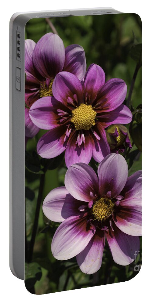 Abstract Portable Battery Charger featuring the photograph Dahlia Trio by Joe Geraci