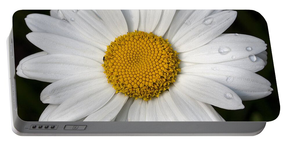 Cumc Portable Battery Charger featuring the photograph Daisy-1 by Charles Hite