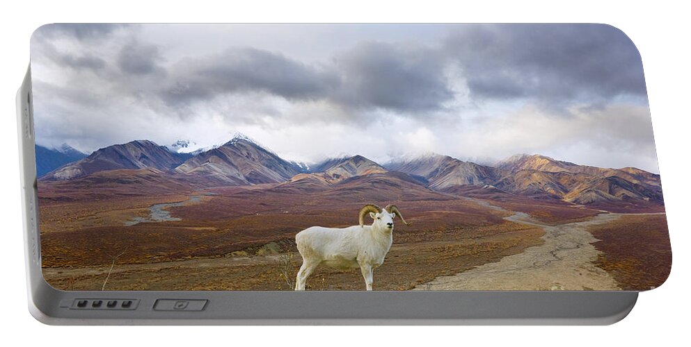 00440943 Portable Battery Charger featuring the photograph Dalls Sheep Ram Denali National Park by Yva Momatiuk John Eastcott