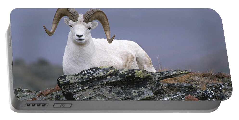 Feb0514 Portable Battery Charger featuring the photograph Dalls Sheep Ram Resting On Hillside by Michael Quinton