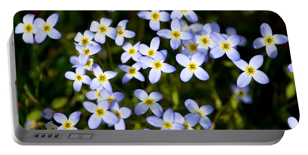 Spring Flowers Portable Battery Charger featuring the photograph Spring Bluet Flowers by Christina Rollo