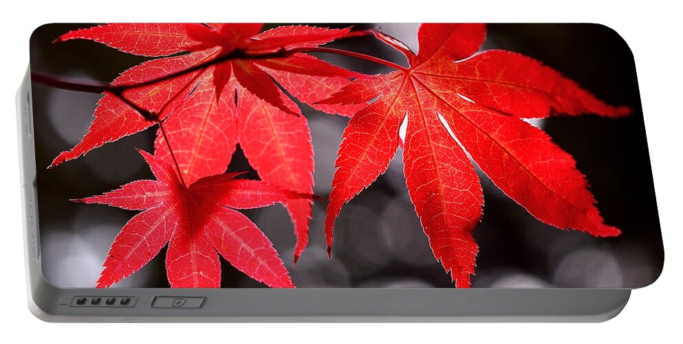Maple Leaves Portable Battery Charger featuring the photograph Dancing Japanese Maple by Rona Black