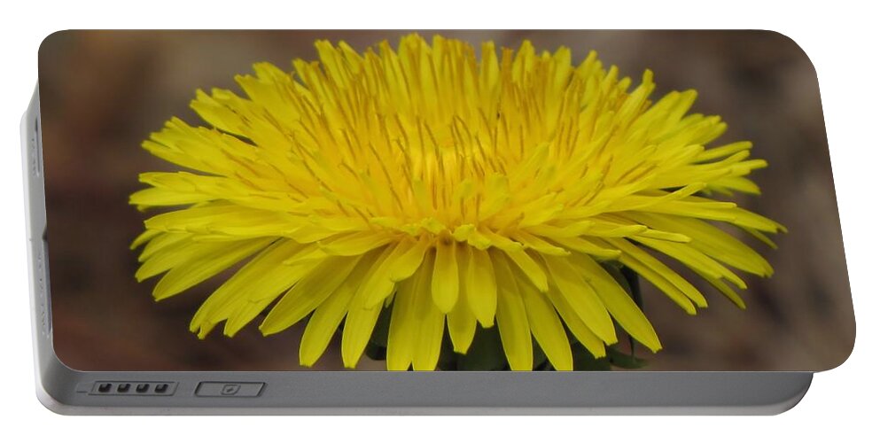 Dandelion Portable Battery Charger featuring the photograph Dandy Lion by MTBobbins Photography