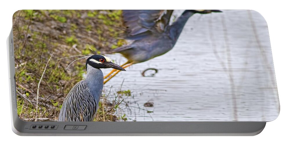 Yellow-crowned Night Heron Portable Battery Charger featuring the photograph Decisions by Gary Holmes