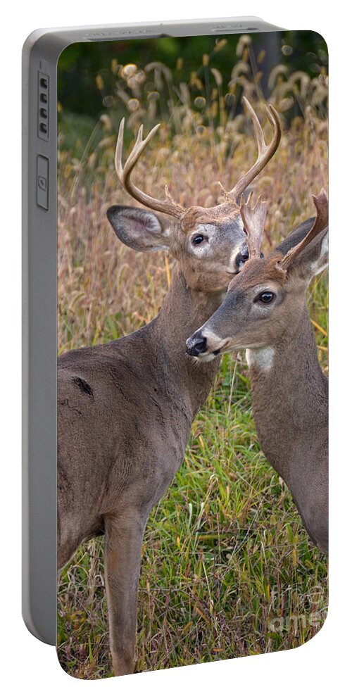 Deer Portable Battery Charger featuring the photograph Deer 48 by Cassie Marie Photography