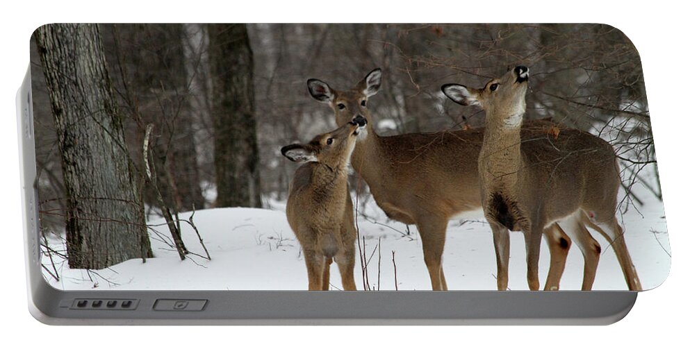 Deer Portable Battery Charger featuring the photograph Deer Affection by Karol Livote