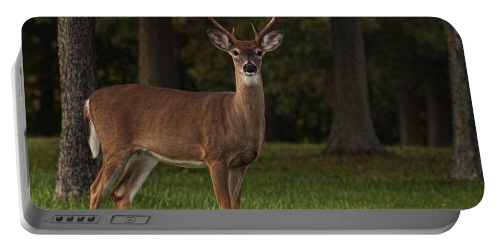 Deer Portable Battery Charger featuring the photograph Deer in Headlight look by Tammy Espino