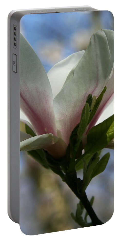 Magnolia Portable Battery Charger featuring the photograph Delicate Bloom by Christiane Schulze Art And Photography