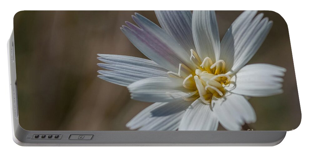 Al Andersen Portable Battery Charger featuring the photograph Desert Chicory 2 by Al Andersen