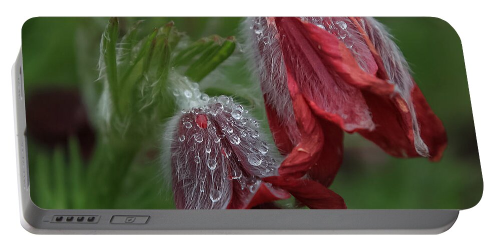 Flower Portable Battery Charger featuring the photograph Dew covered Pasque flower by Jane Luxton