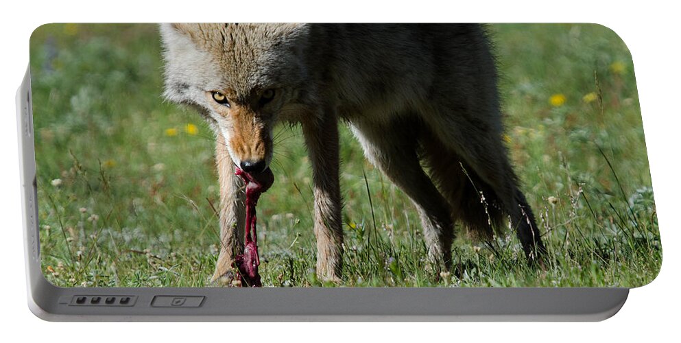 Coyote Portable Battery Charger featuring the photograph Dinner by Gary Wightman
