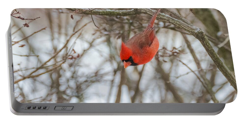 Jan Holden Portable Battery Charger featuring the photograph Diving Cardinal by Holden The Moment