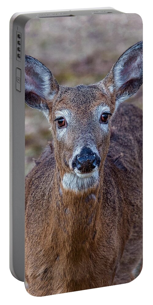 Deer Portable Battery Charger featuring the photograph DOe Portrait by William Bitman