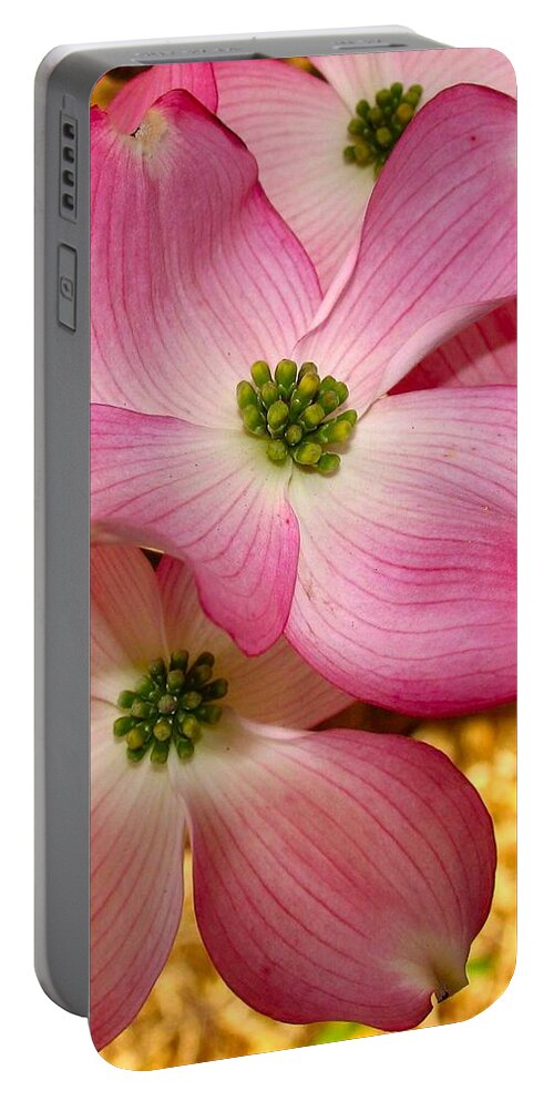 Blossom Portable Battery Charger featuring the photograph Dogwood in Pink by Roger Becker