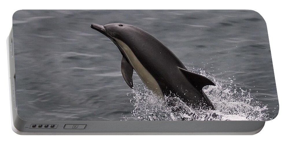 Dolphin Portable Battery Charger featuring the photograph Dolphin Greetings by Denise Dube