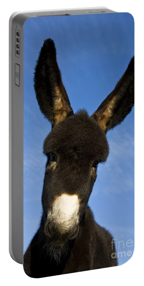 Grand Noir Du Berry Portable Battery Charger featuring the photograph Donkey Foal by Jean-Louis Klein and Marie-Luce Hubert