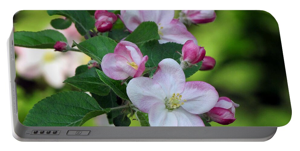 Door County Portable Battery Charger featuring the photograph Door County Apple Blossoms by David T Wilkinson