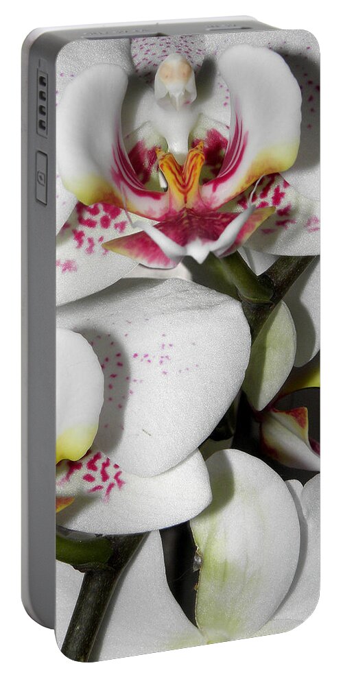 White Orchids Portable Battery Charger featuring the photograph Dots and Splashes of Pink on Orchid by Kim Galluzzo Wozniak
