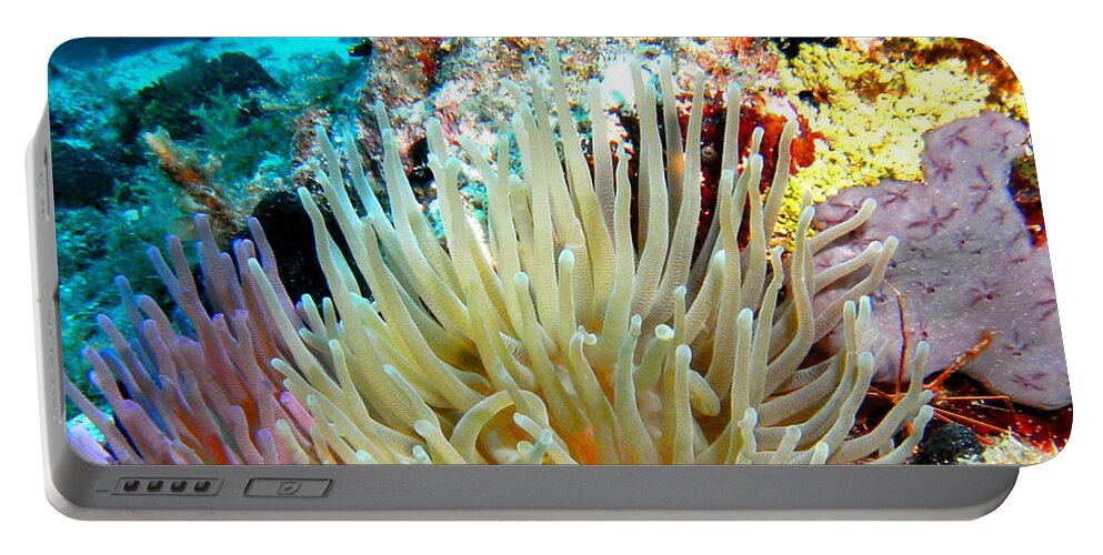Nature Portable Battery Charger featuring the photograph Double Giant Anemone and Arrow Crab by Amy McDaniel