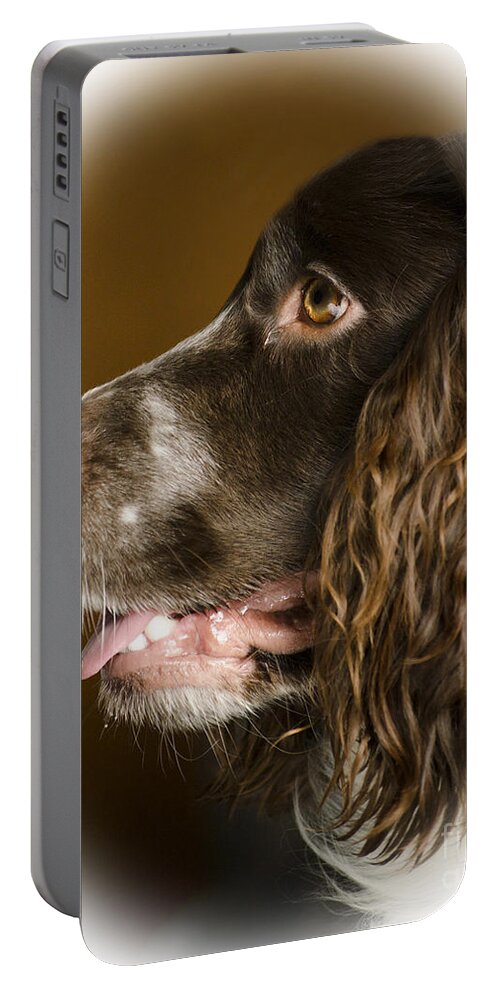Dog Portable Battery Charger featuring the photograph Dougie The Cocker Spaniel 2 by Linsey Williams