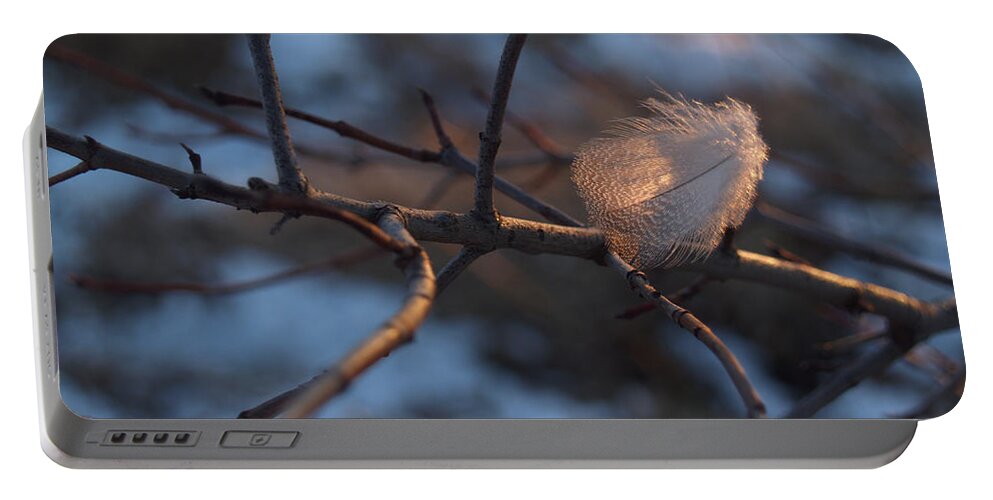 Branch Portable Battery Charger featuring the photograph Downy Feather Backlit on Wintry Branch at Twilight by Anna Lisa Yoder
